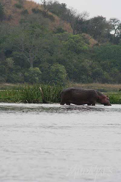 Mud Maps Africa Murchison Falls NP 2691